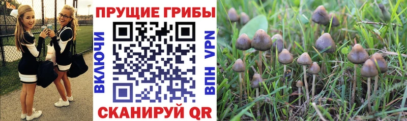 Псилоцибиновые грибы Psilocybine cubensis Свободный